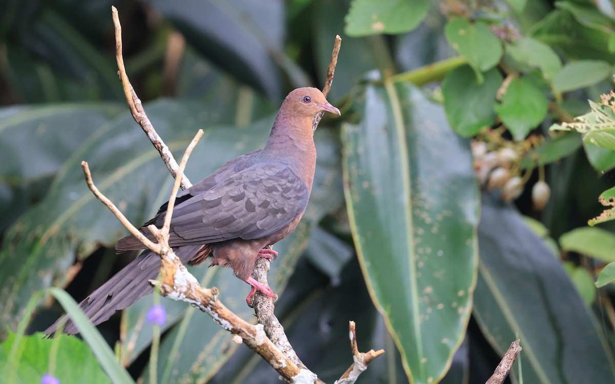 Philippine Cuckoo-Dove - ML452729981