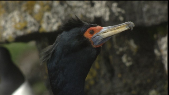 Red-faced Cormorant - ML452731