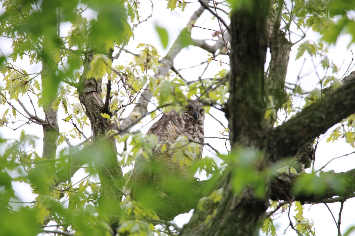 Great Horned Owl - ML452731831