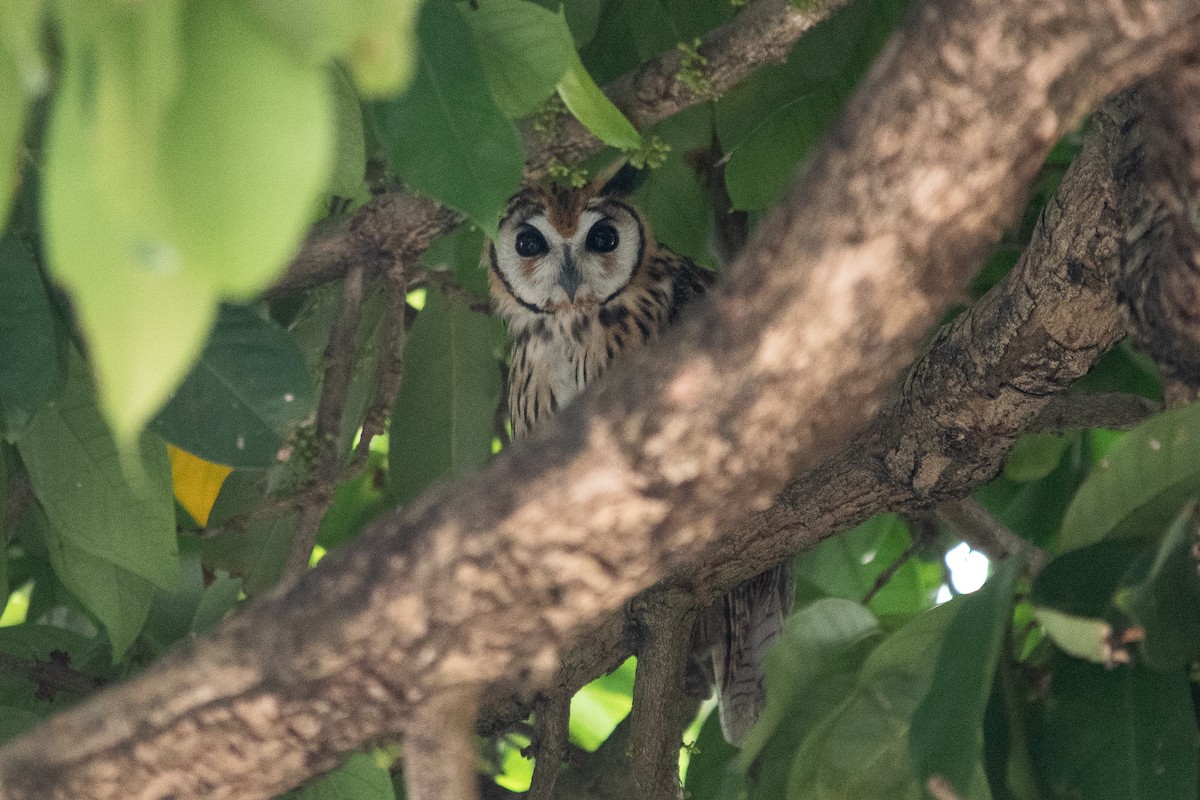 Striped Owl - Eduardo Vieira 17