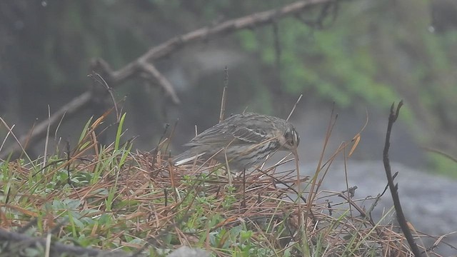Olive-backed Pipit - ML452733081