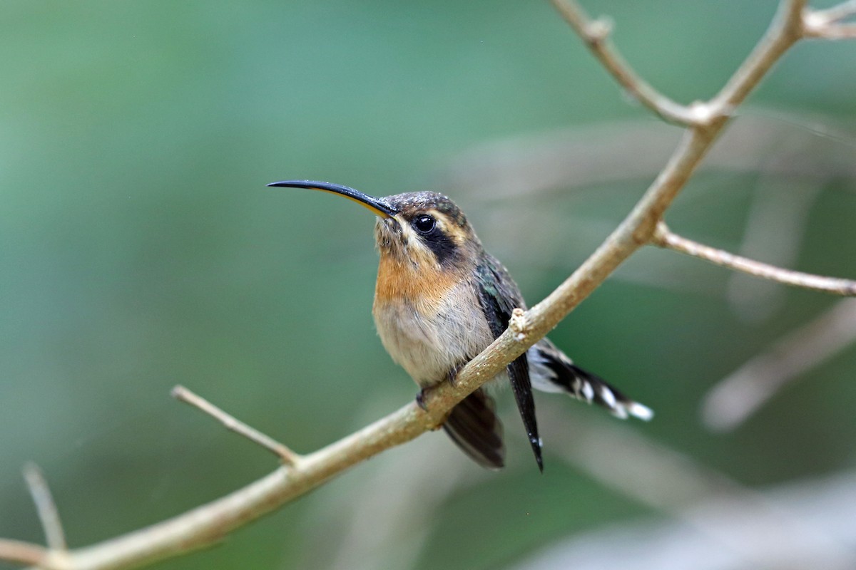 kolibřík hnědohrdlý - ML45273631