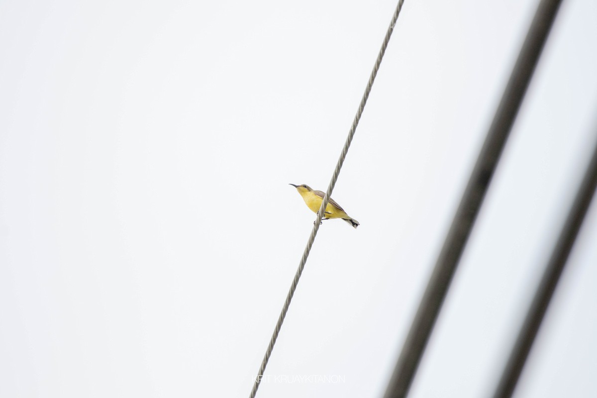 Ornate Sunbird - Krit Kruaykitanon 🦅