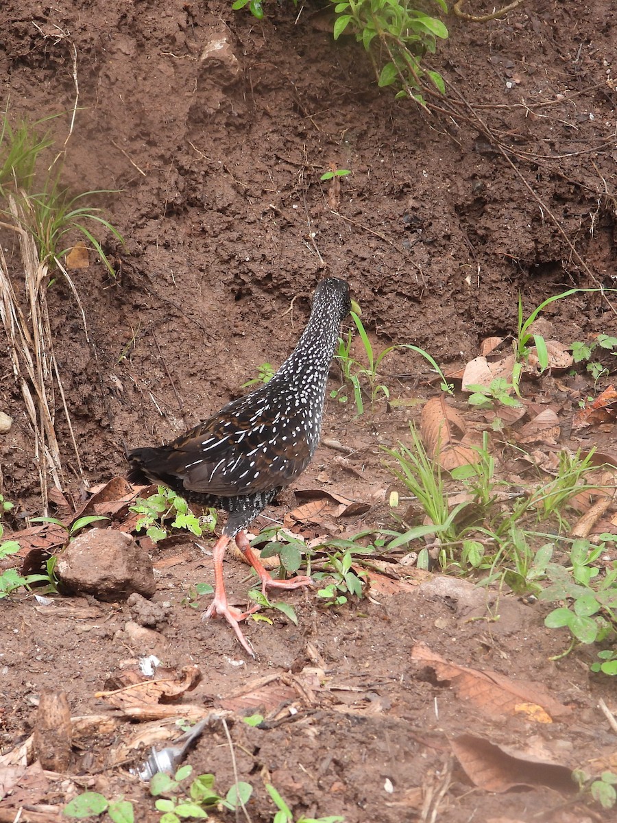 Spotted Rail - ML452741231
