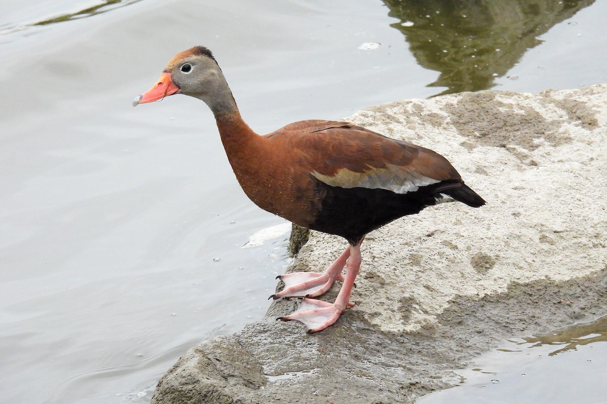 Black-bellied Whistling-Duck - Todd Brown