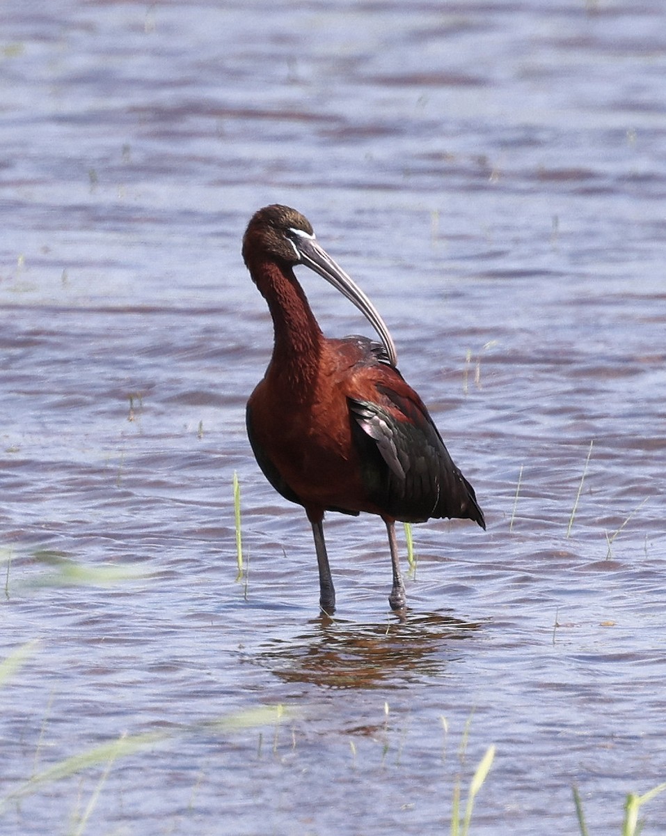 ibis hnědý - ML452743401