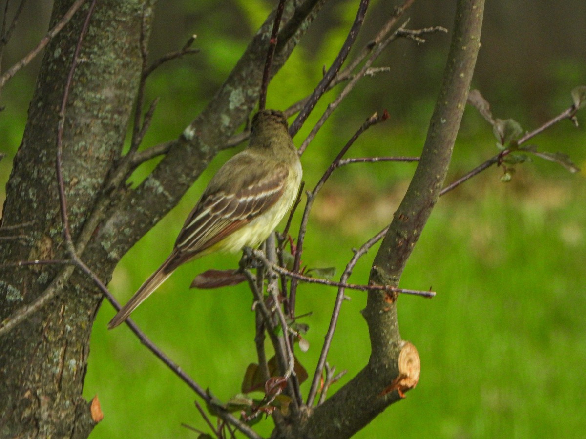 Great Crested Flycatcher - ML452743481