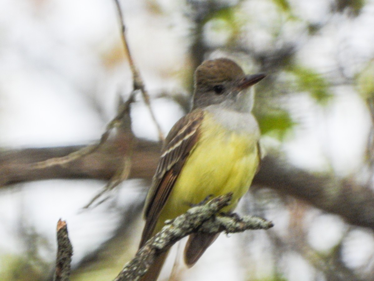 Great Crested Flycatcher - ML452743491