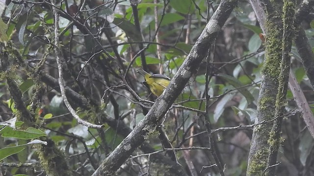 Black-eared Shrike-Babbler - ML452747961