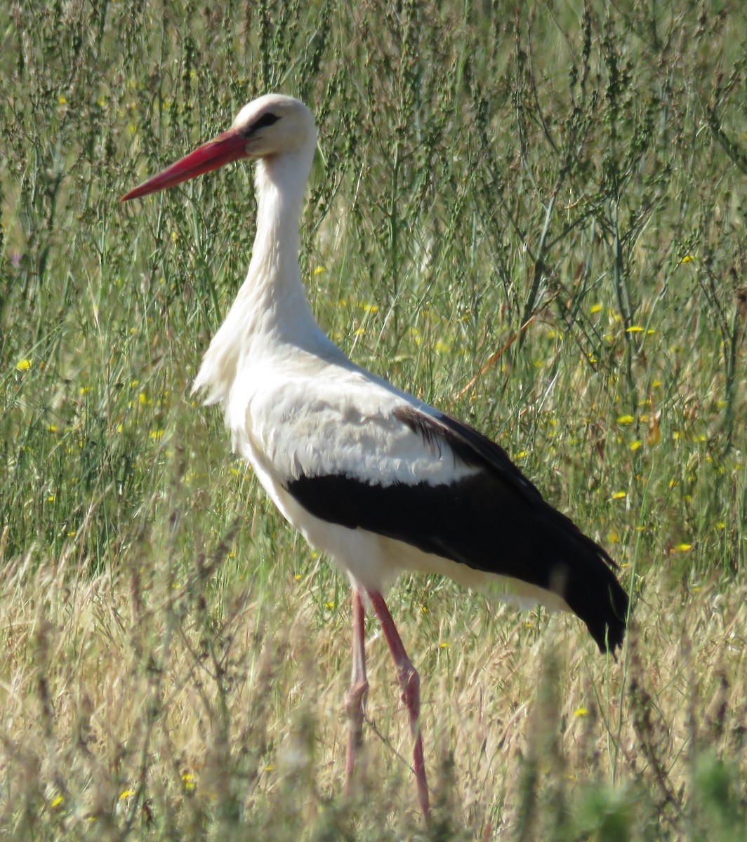 White Stork - ML452750371