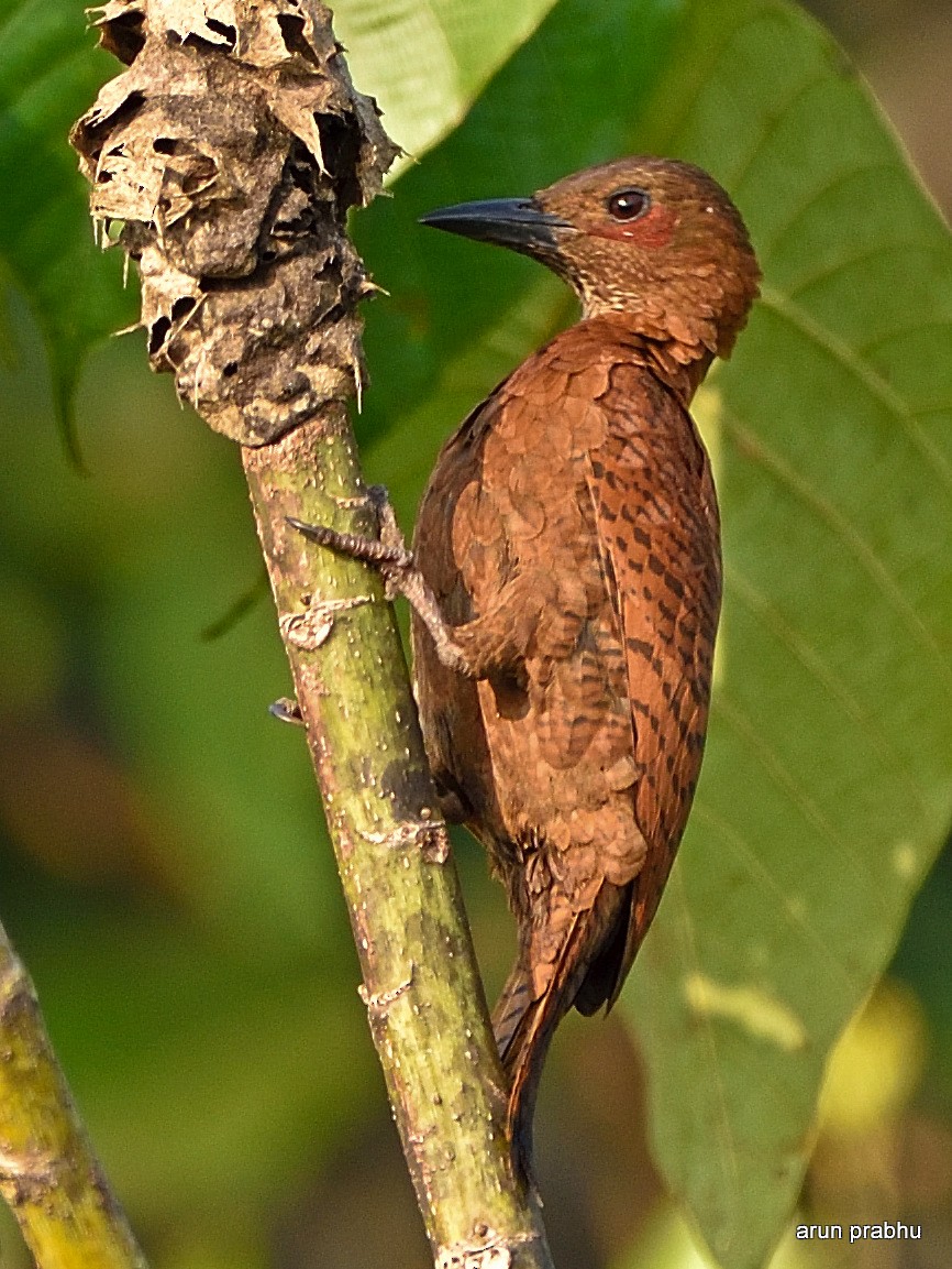 Rufous Woodpecker - Arun Prabhu