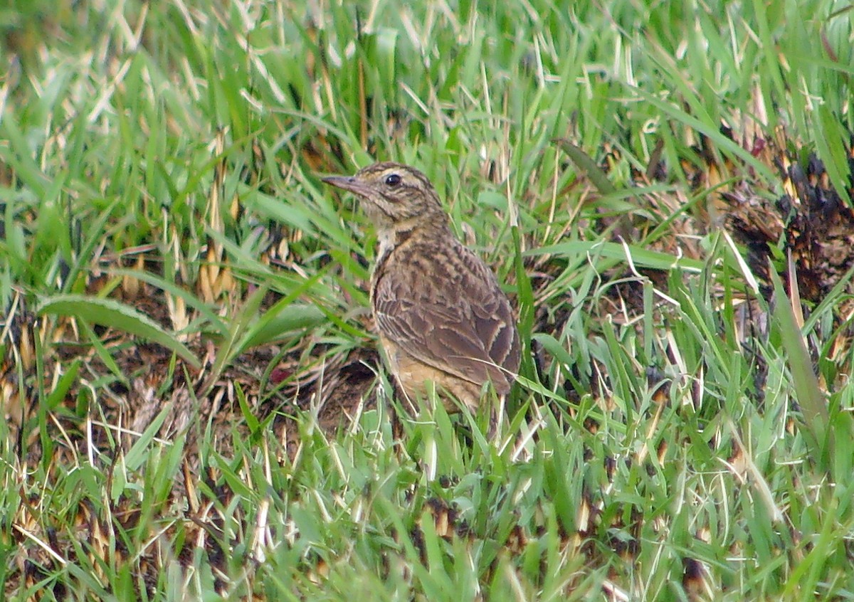 African Pipit (Cameroon) - ML45275541