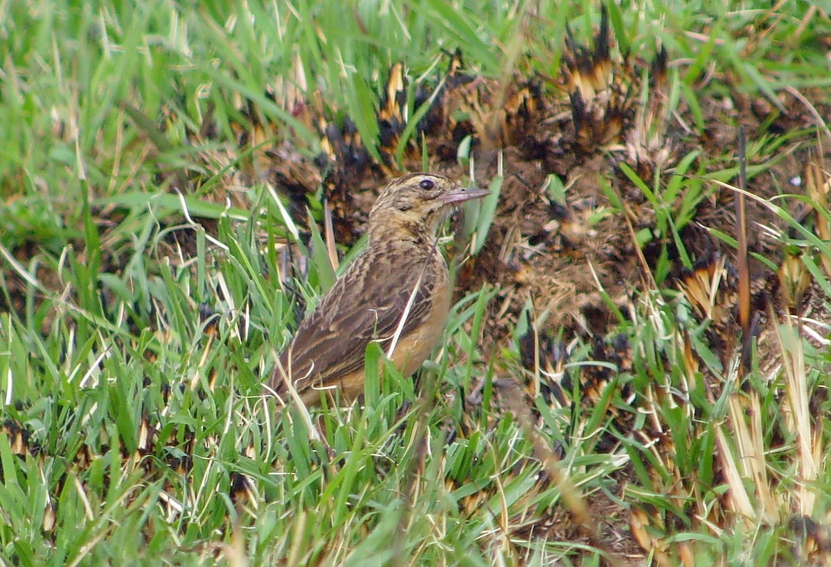 African Pipit (Cameroon) - ML45275551