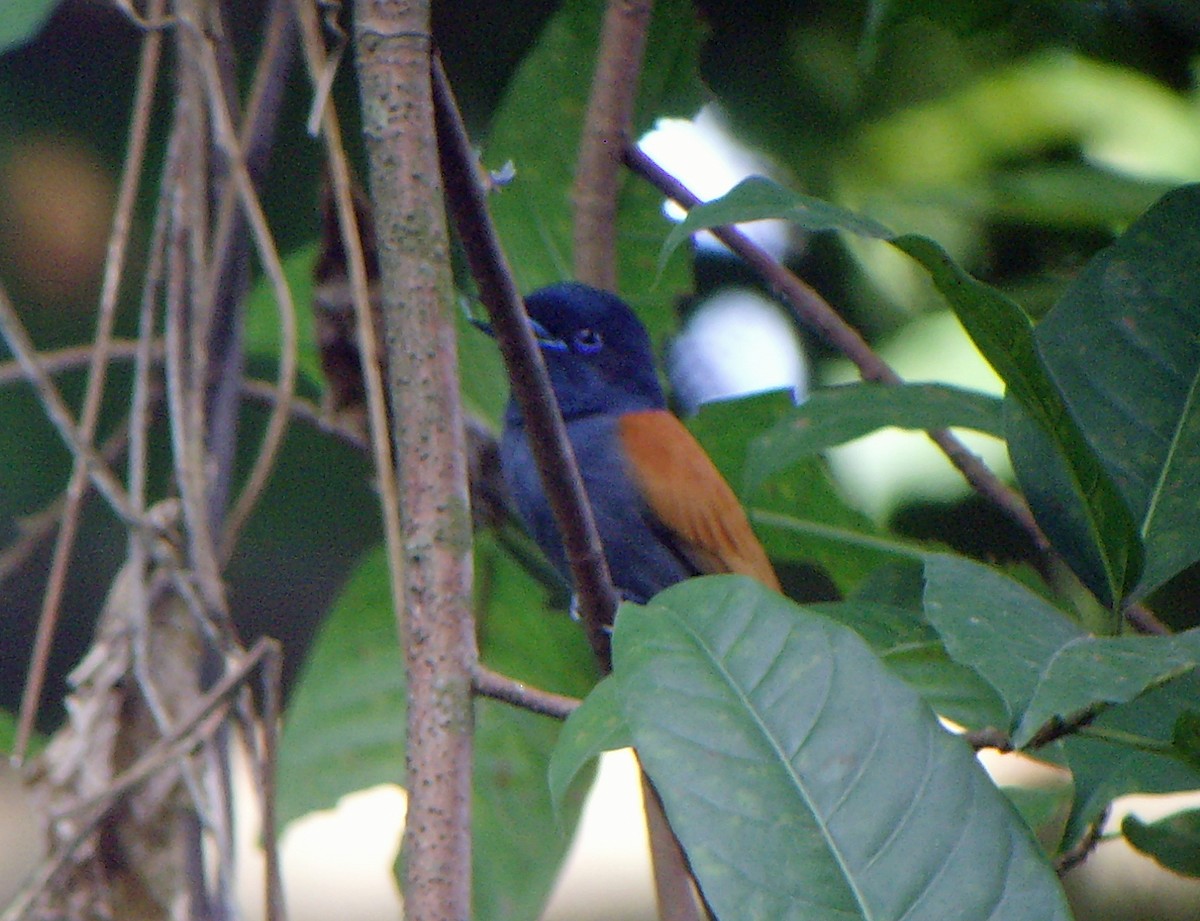 Rufous-vented Paradise-Flycatcher - ML45275571