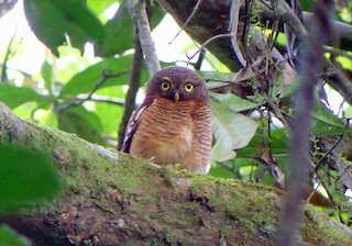  - Sjöstedt's Owlet