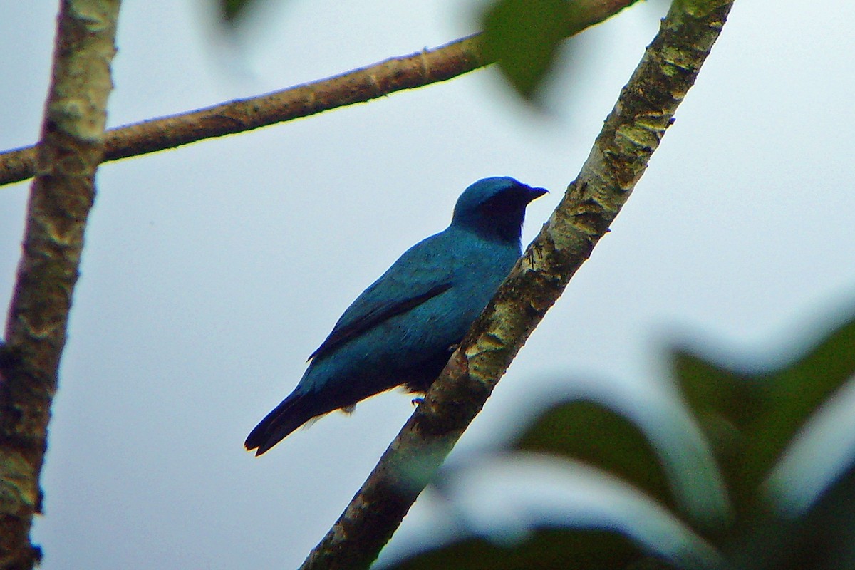 Blue Cuckooshrike - Nigel Voaden