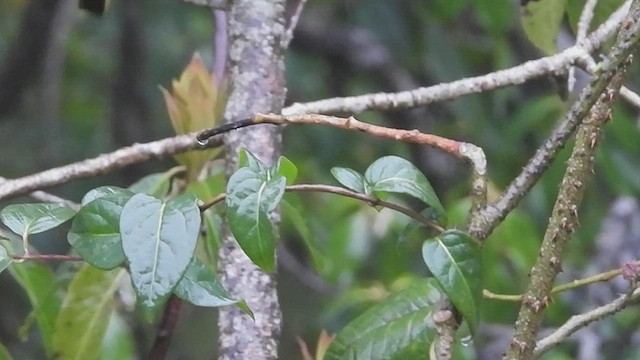 Chestnut-tailed Minla - ML452757811