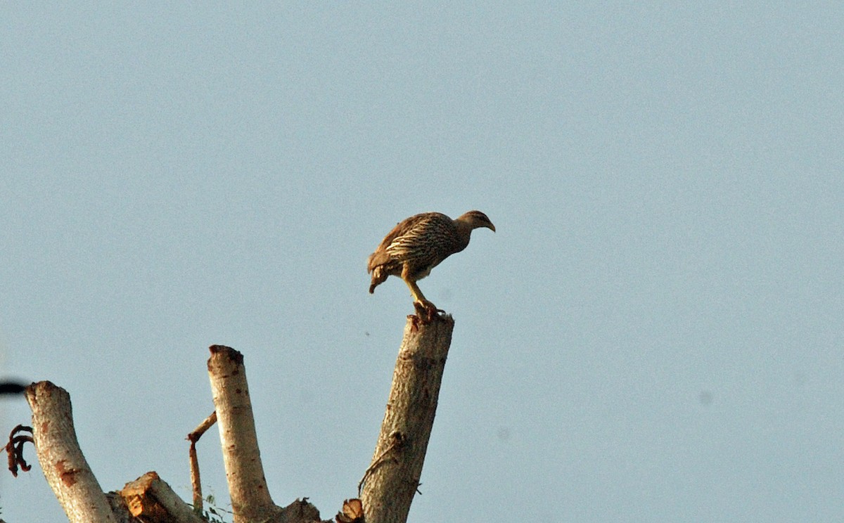Double-spurred Spurfowl - ML45276341