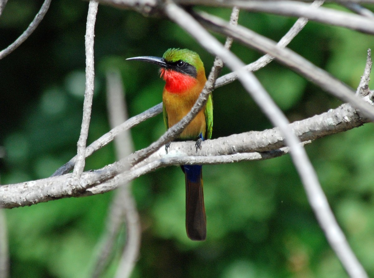 Red-throated Bee-eater - ML45276441