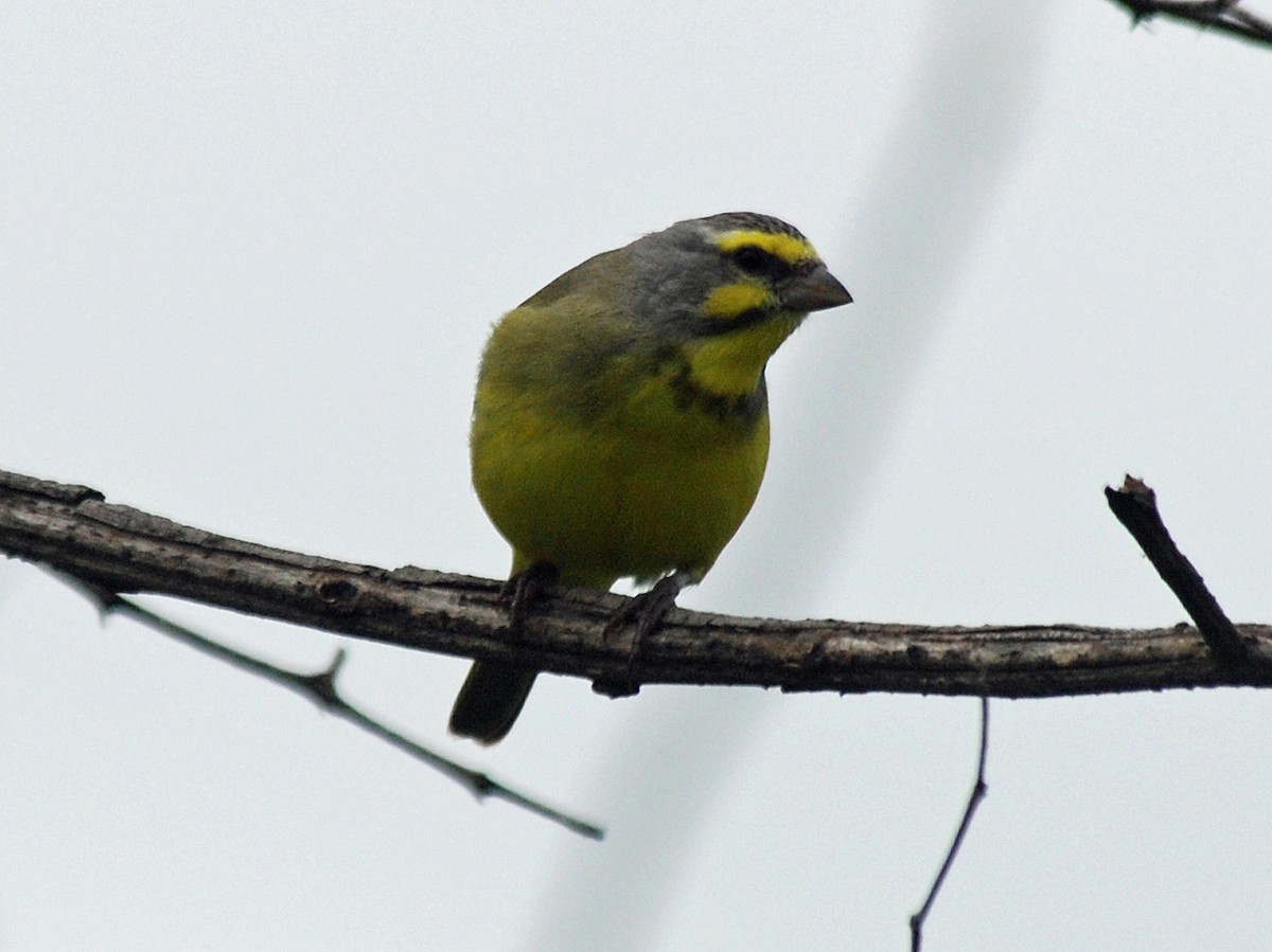 Yellow-fronted Canary - ML45276471