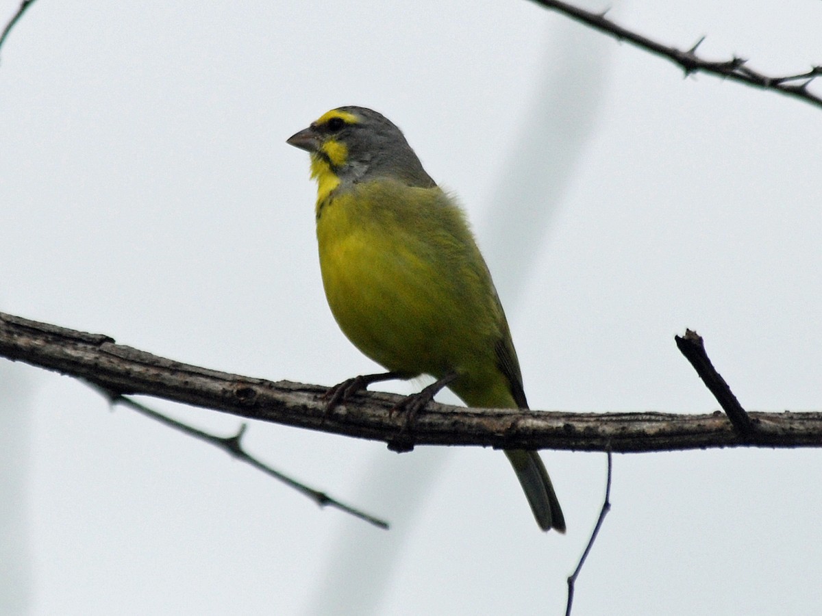 Yellow-fronted Canary - Nigel Voaden