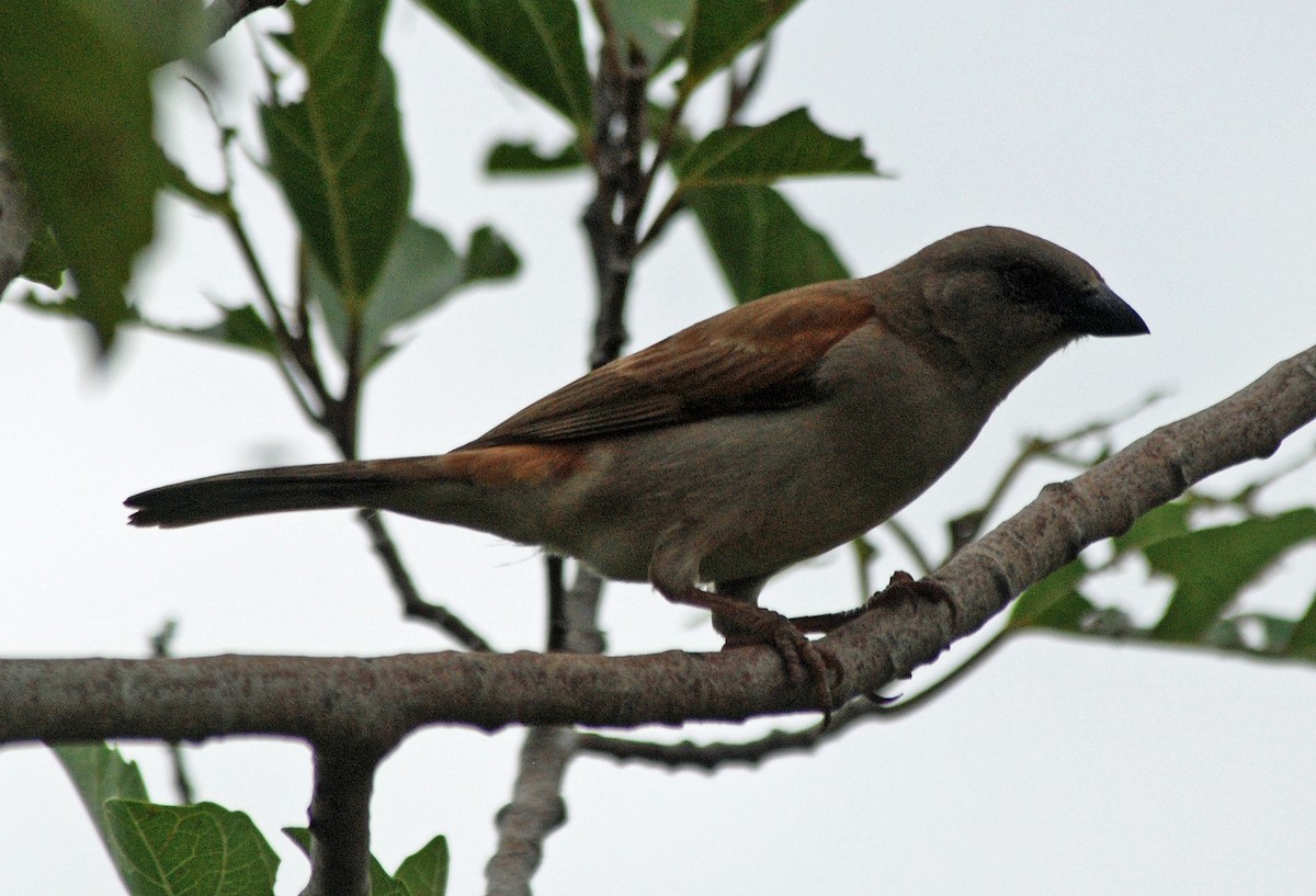 Northern Gray-headed Sparrow - ML45276581