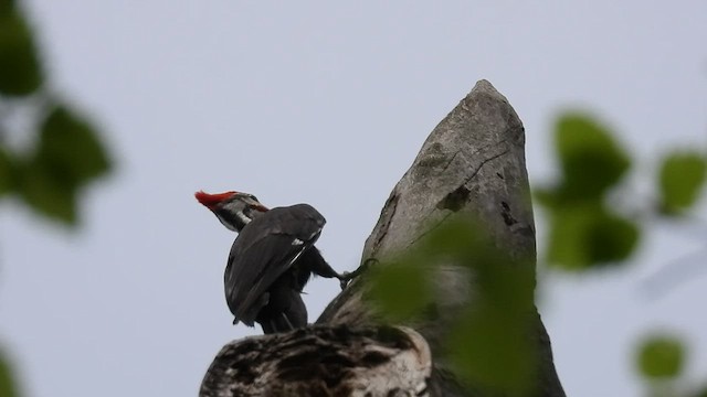 Pileated Woodpecker - ML452766091