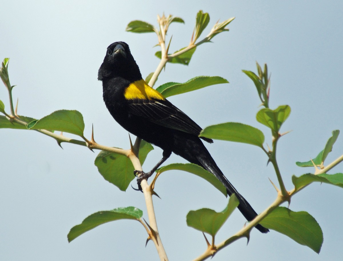 Yellow-mantled Widowbird - Nigel Voaden