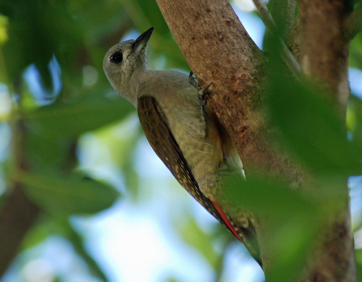 African Gray Woodpecker - Nigel Voaden