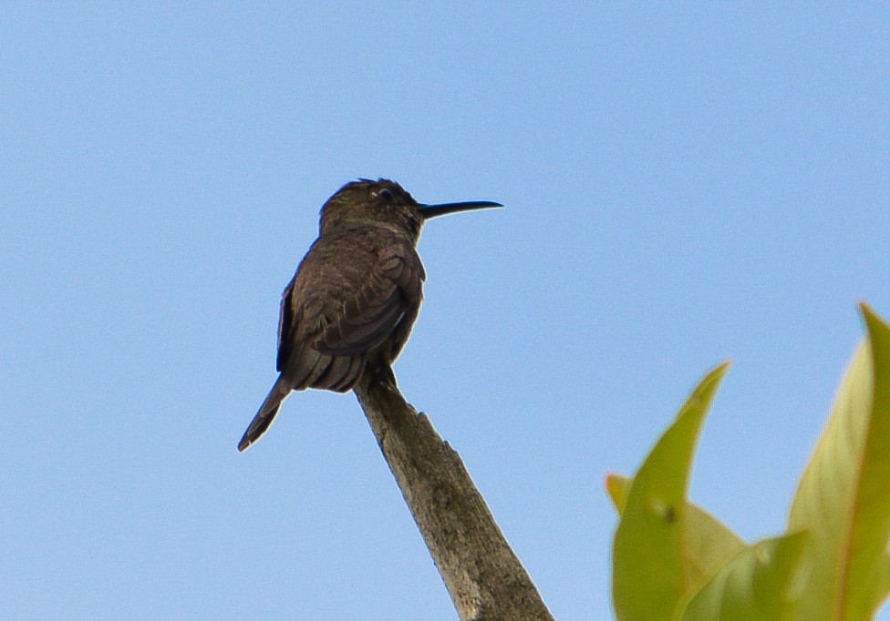 Sombre Hummingbird - João Gava Just