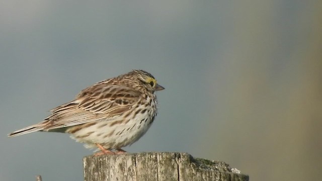 Savannah Sparrow - ML452769611