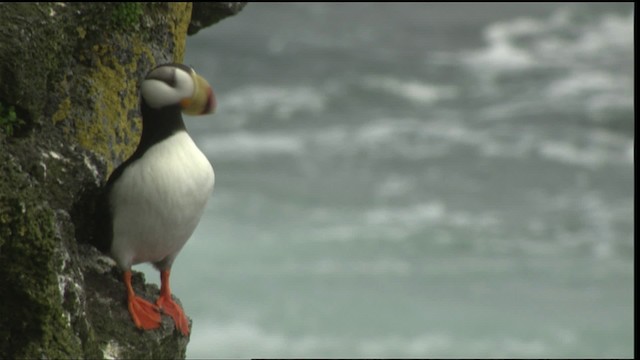 Horned Puffin - ML452777