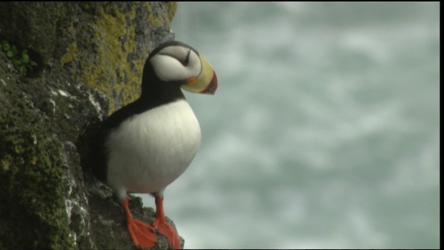 Horned Puffin - ML452778