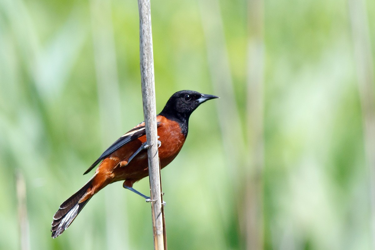 Orchard Oriole - ML452779831
