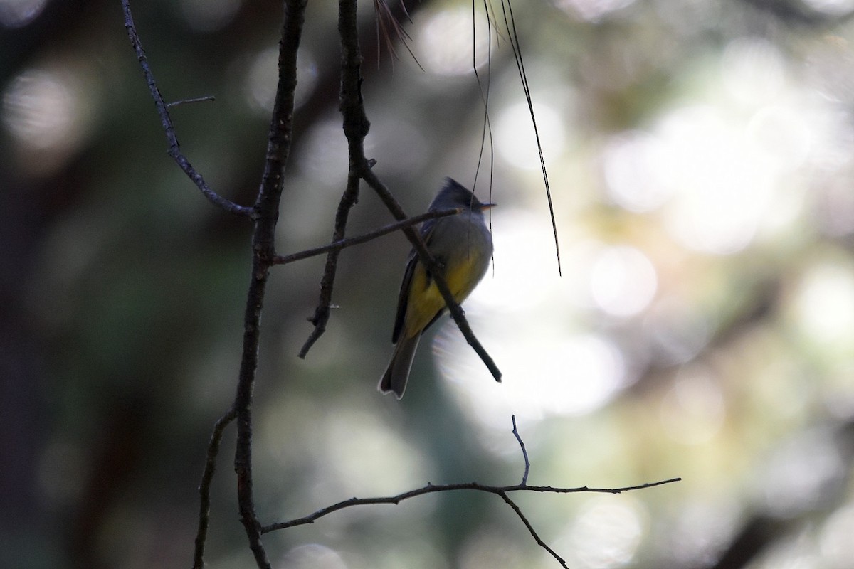 Greater Pewee - ML45278201