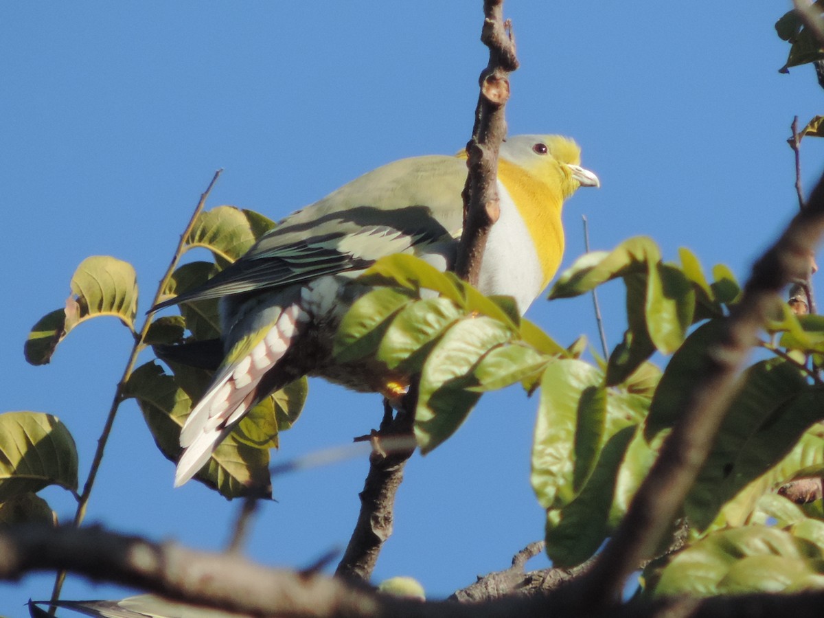 Yellow-footed Green-Pigeon - Win Nwe