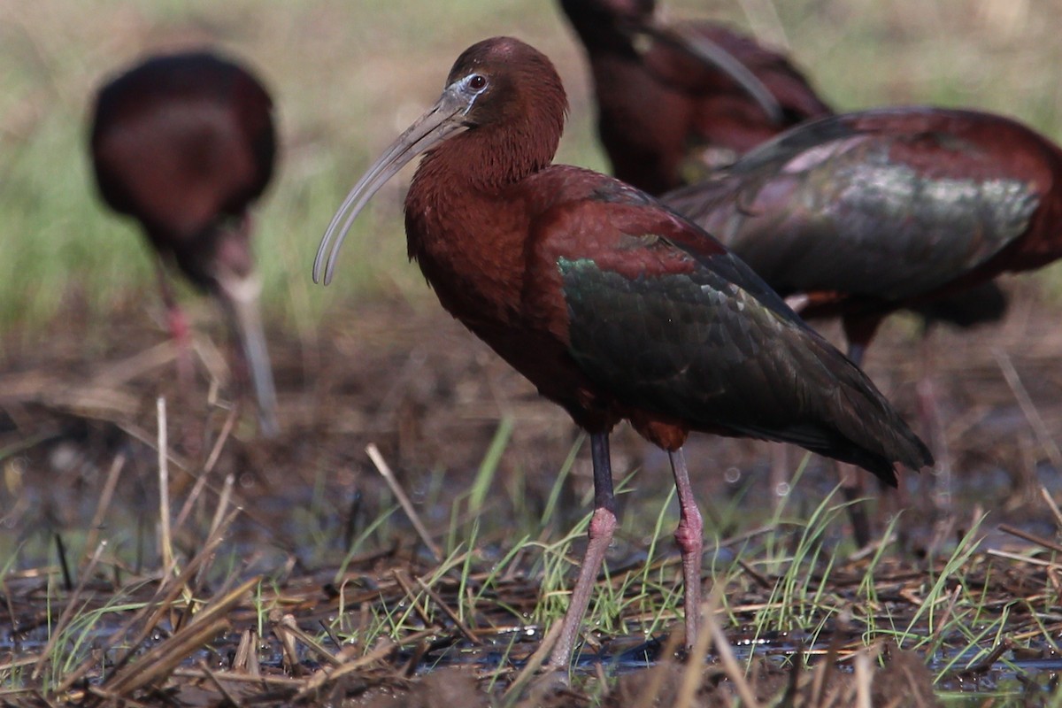 Glossy x White-faced Ibis (hybrid) - ML452785461