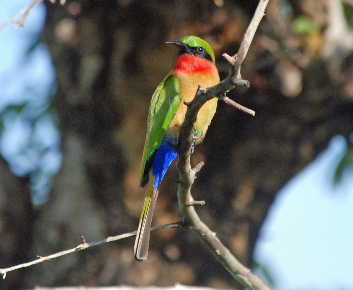 Red-throated Bee-eater - Nigel Voaden