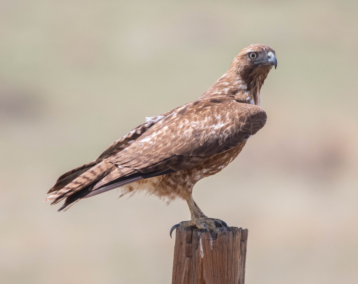 Red-tailed Hawk - Philip Reimers