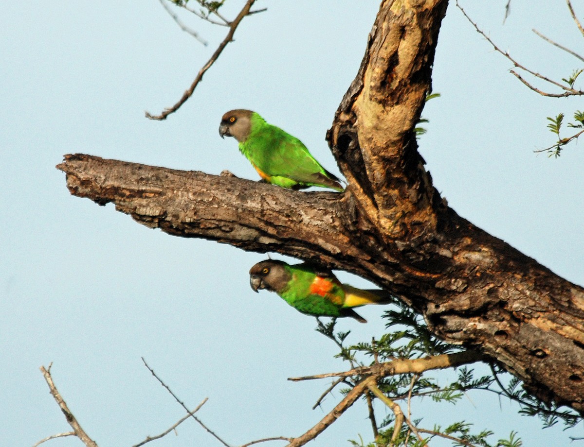 Senegal Parrot - Nigel Voaden