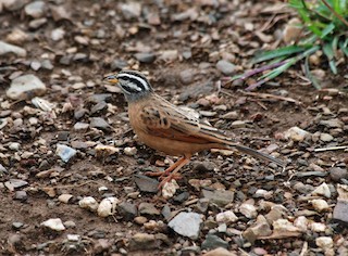  - Gosling's Bunting