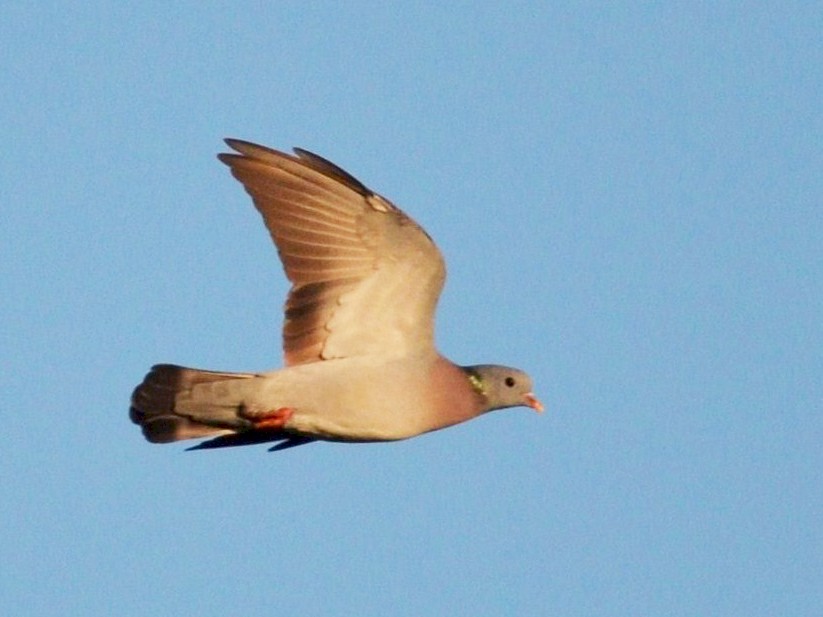 יונת עצים - Nuno  dos Santos