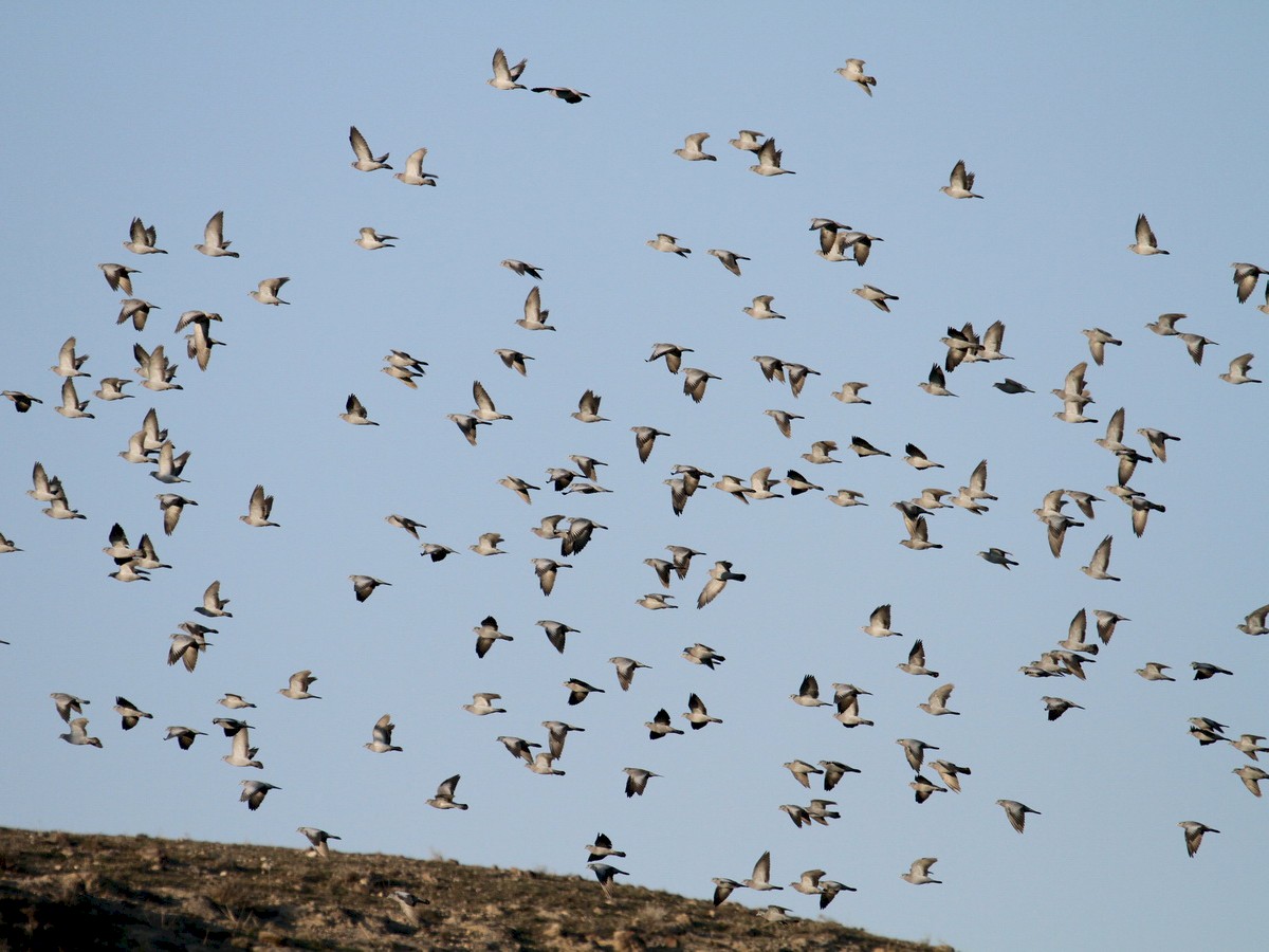 יונת עצים - Asghar Mohammadi Nasrabadi