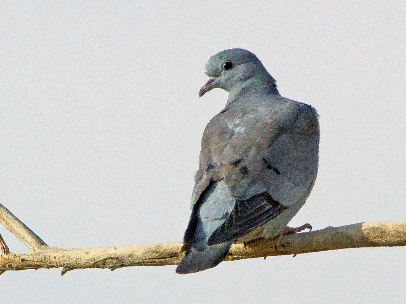 יונת עצים - Kuwait data