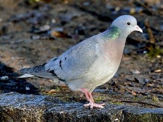  - Stock Dove