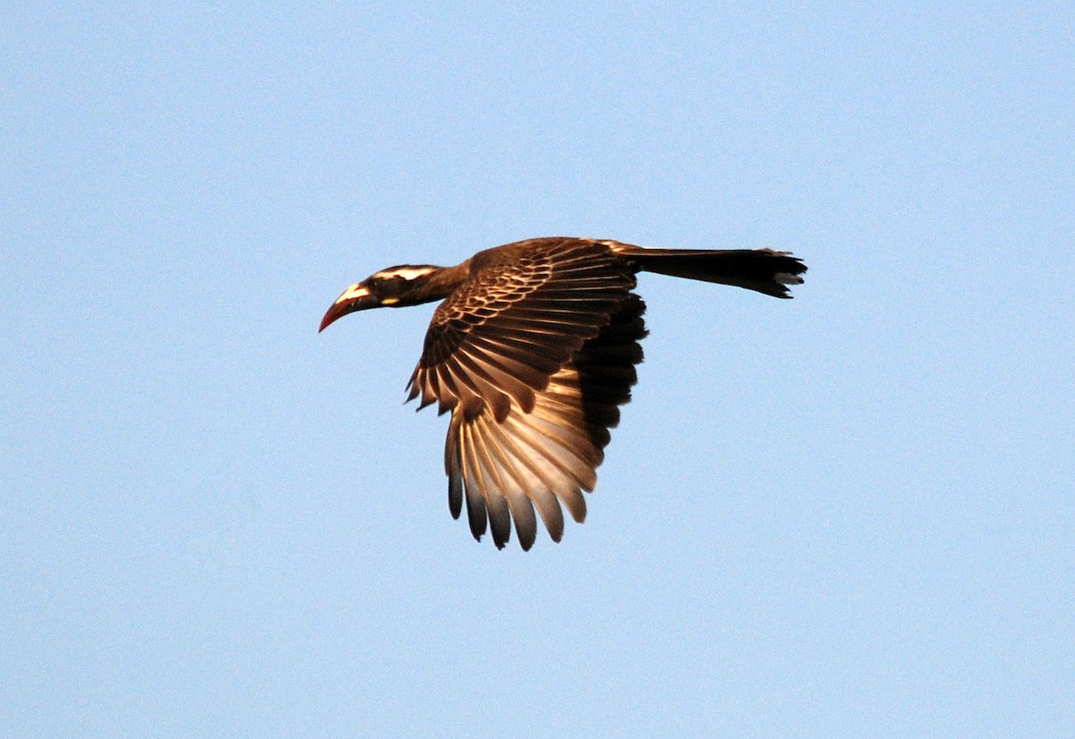 African Gray Hornbill - Nigel Voaden