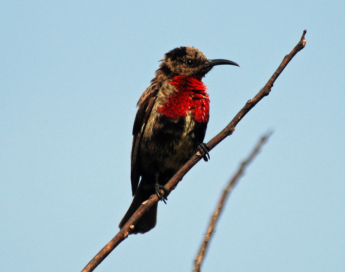 Scarlet-chested Sunbird - Nigel Voaden