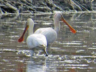  - Eurasian Spoonbill