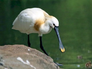 Eurasian Spoonbill - Platalea leucorodia - Birds of the World