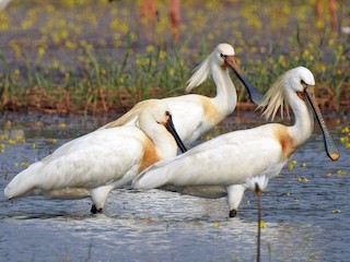  - Eurasian Spoonbill